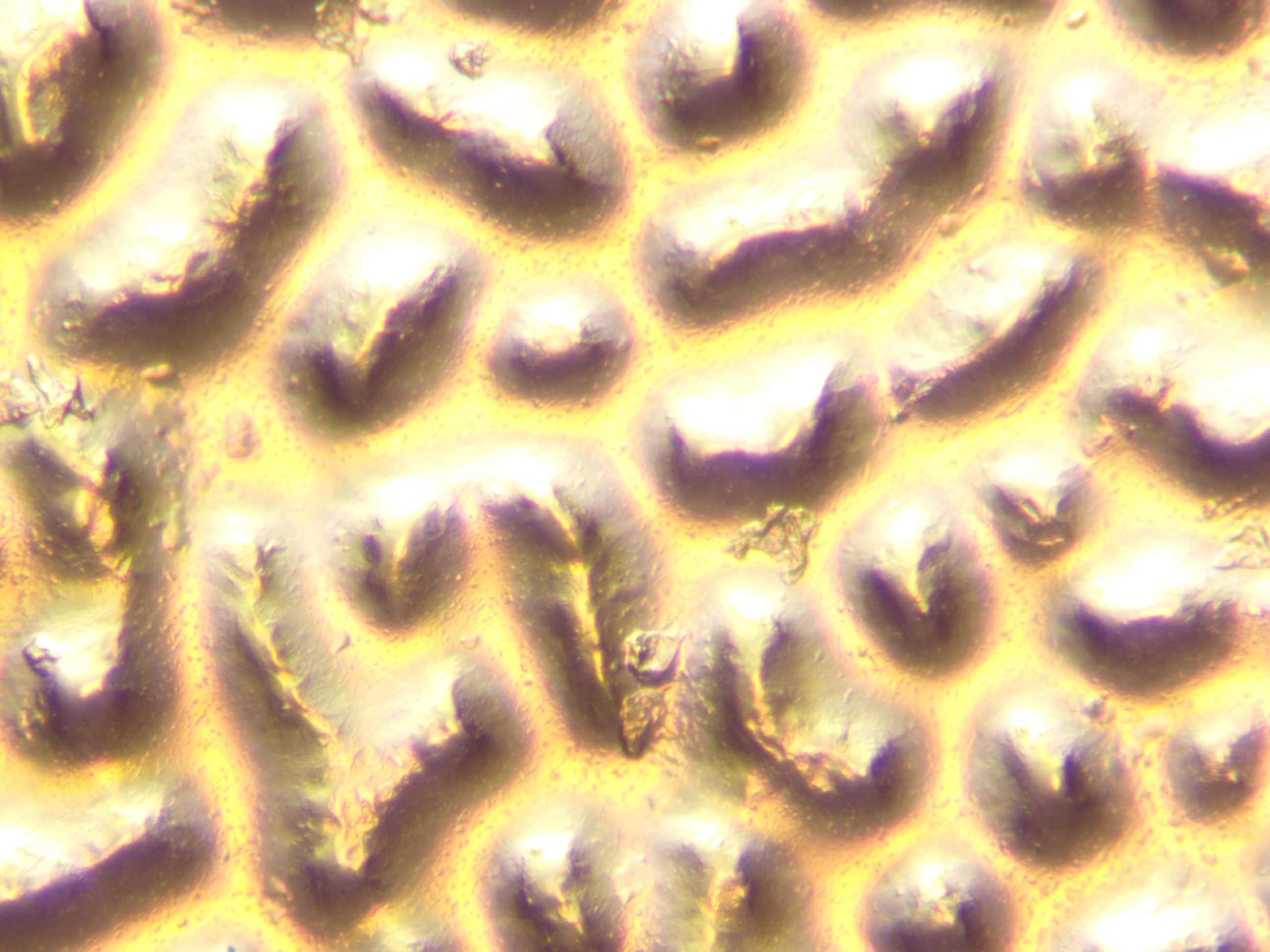 объектив 10х